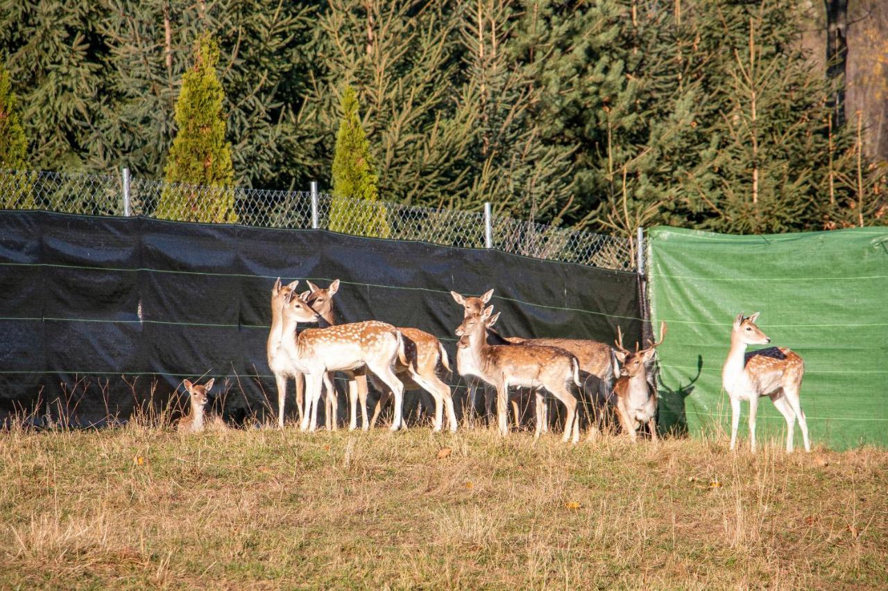 Grand Tatry - Miejsce Na Wyjatkowy Pobyt Dla Ciebie I Twojej Rodziny! - Sauna I Jacuzzi Wliczone W Cene Pobytu -10 Minut Pieszo Od Term Bania Bialka Tatrzanska Luaran gambar