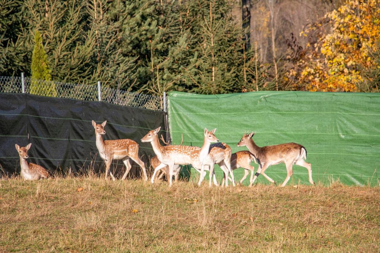 Grand Tatry - Miejsce Na Wyjatkowy Pobyt Dla Ciebie I Twojej Rodziny! - Sauna I Jacuzzi Wliczone W Cene Pobytu -10 Minut Pieszo Od Term Bania Bialka Tatrzanska Luaran gambar